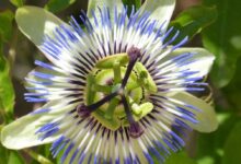 Passiflora laurifolia - limone d'acqua