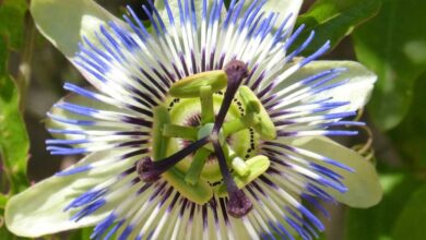 Passiflora laurifolia - limone d'acqua