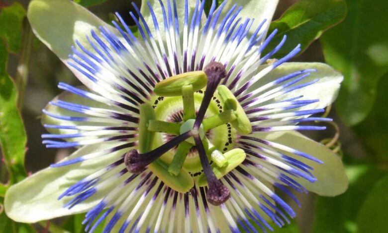 Passiflora laurifolia - limone d'acqua