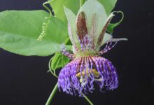 Passiflora maliformis - zucca dolce