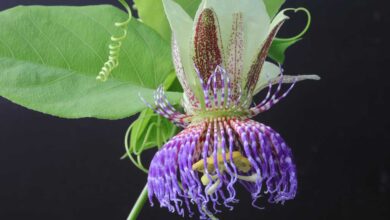 Passiflora maliformis - zucca dolce