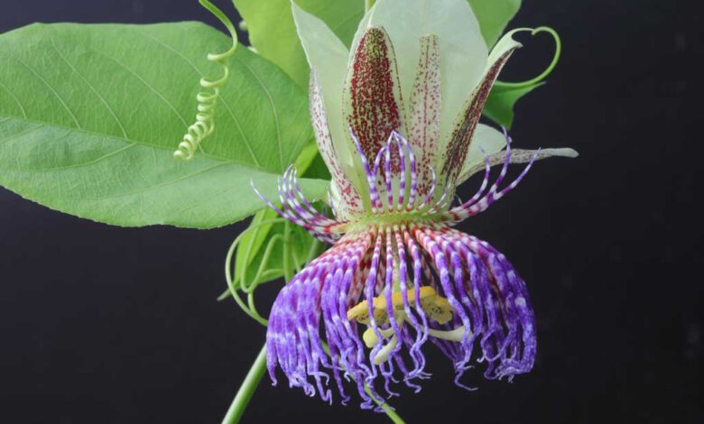 Passiflora maliformis - zucca dolce