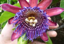 Passiflora quadrangularis - barbadina