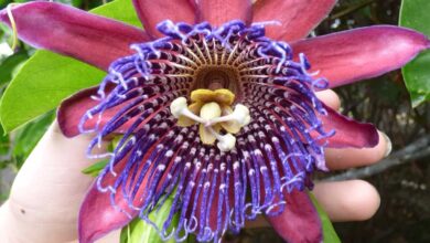 Passiflora quadrangularis - barbadina