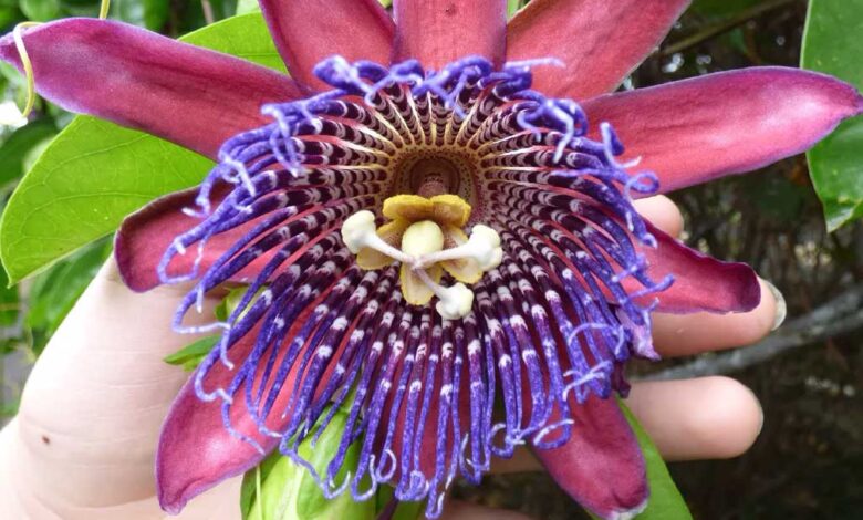 Passiflora quadrangularis - barbadina