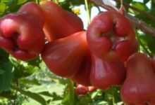 Syzygium malaccense o mela rosa malese