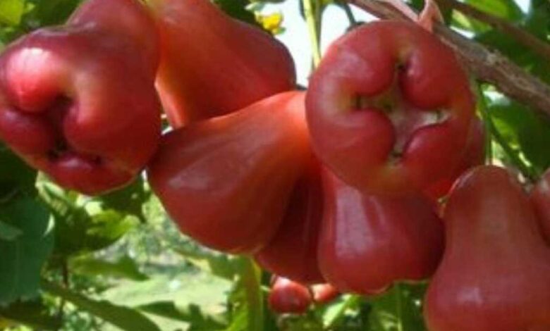 Syzygium malaccense o mela rosa malese