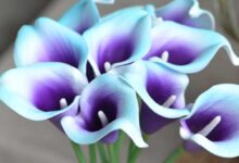 Zantedeschia Picasso