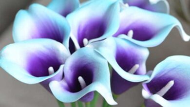 Zantedeschia Picasso