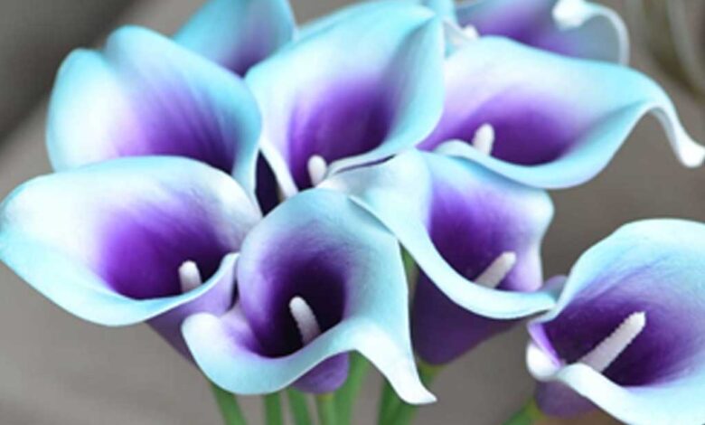 Zantedeschia Picasso