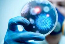 Dalla ricerca italiana un anticorpo monoclonale contro il superbug Klebsiella pneumoniae, un batterio resistente agli antibiotici