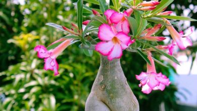 Adenium obesum &ndash; rosa del deserto