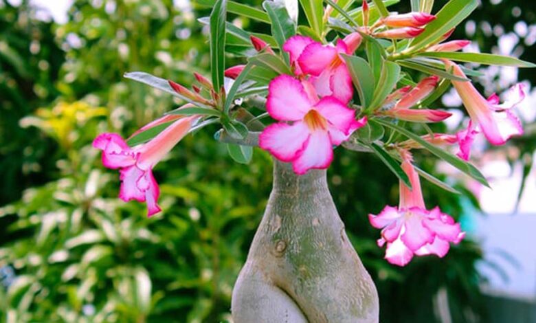 Adenium obesum &ndash; rosa del deserto