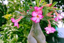Adenium obesum – rosa del deserto