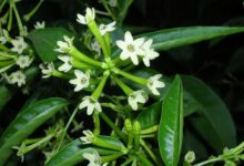 Cestrum nocturnum - gelsomino notturno  