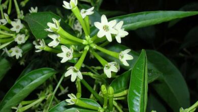 Cestrum nocturnum - gelsomino notturno  