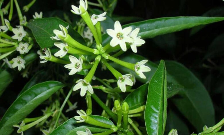 Cestrum nocturnum - gelsomino notturno