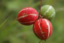 Cetriolo striato indiano - Diplocyclos palmatus