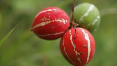 Cetriolo striato indiano - Diplocyclos palmatus