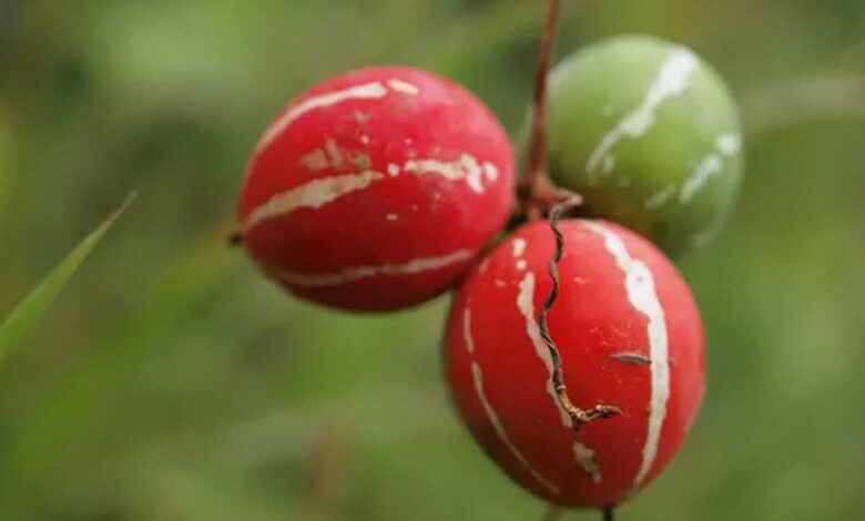Cetriolo striato indiano - Diplocyclos palmatus