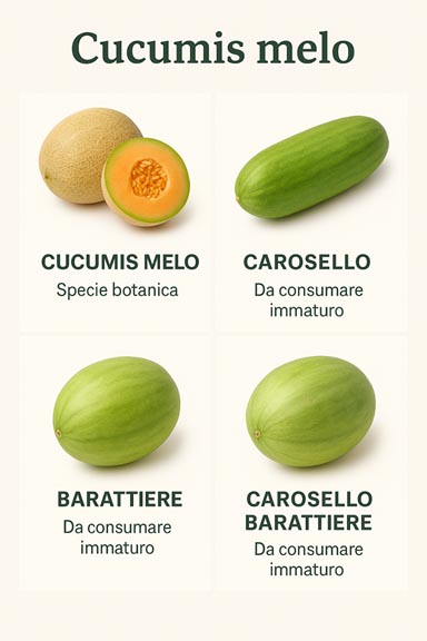 Cucumis melo,  differenze tra cucumis melo, carosello barattiere, carosello, barattiere? 