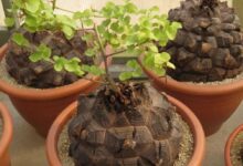 Dioscorea elephantipes - pane degli Ottentotti