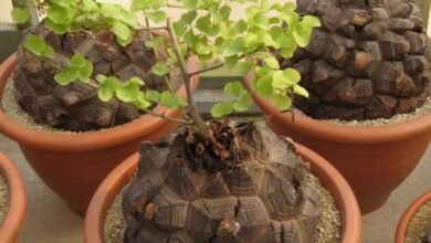 Dioscorea elephantipes - pane degli Ottentotti