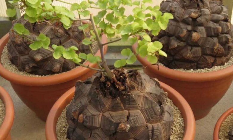 Dioscorea elephantipes - pane degli Ottentotti