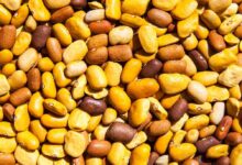 Fagioli polari e Fagioli Tepari