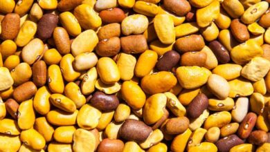 Fagioli polari e Fagioli Tepari