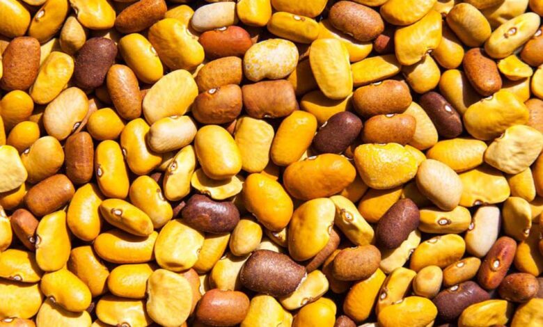 Fagioli polari e Fagioli Tepari