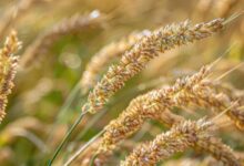 Fonio - Digitaria exilis