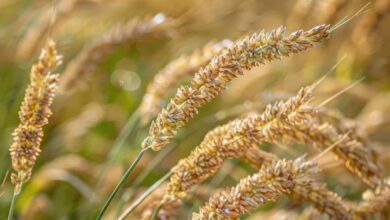 Fonio - Digitaria exilis