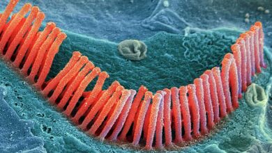 Gli scienziati scoprono come le cellule ciliate migliorano la pelle