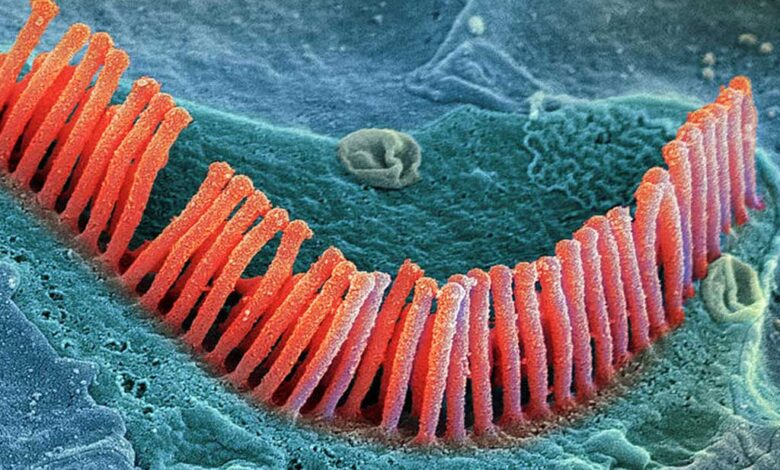 Gli scienziati scoprono come le cellule ciliate migliorano la pelle