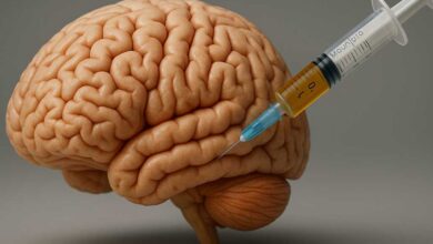 I farmaci GLP-1 agiscono sulle regioni cerebrali che controllano la fame