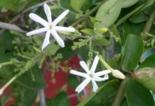 Jasminum grandiflorum o Gelsomino di Spagna