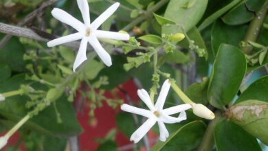 Jasminum grandiflorum o Gelsomino di Spagna