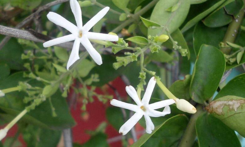 Jasminum grandiflorum o Gelsomino di Spagna