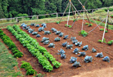 La consociazione nel mondo vegetale