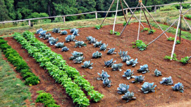 La consociazione nel mondo vegetale