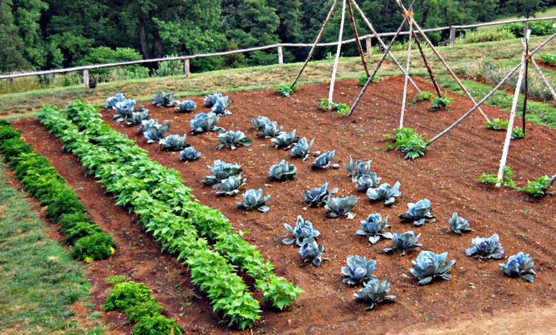 La consociazione nel mondo vegetale