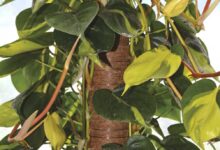 Moosstab o bastone muschiato