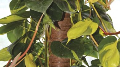 Moosstab o bastone muschiato