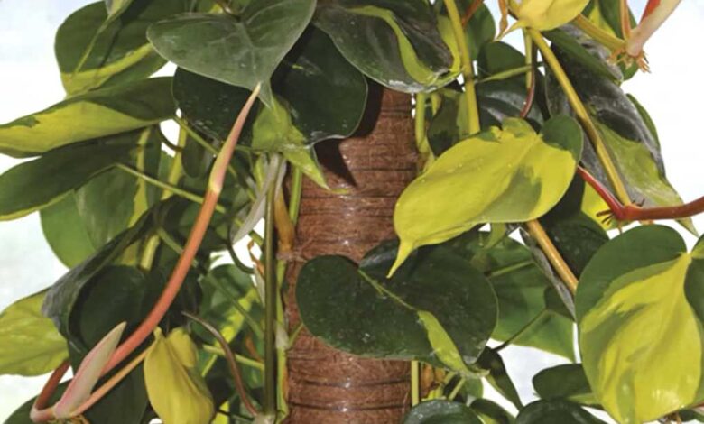 Moosstab o bastone muschiato