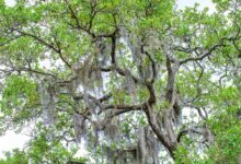 Tillandsia usneoides - muschio spagnolo