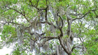 Tillandsia usneoides - muschio spagnolo
