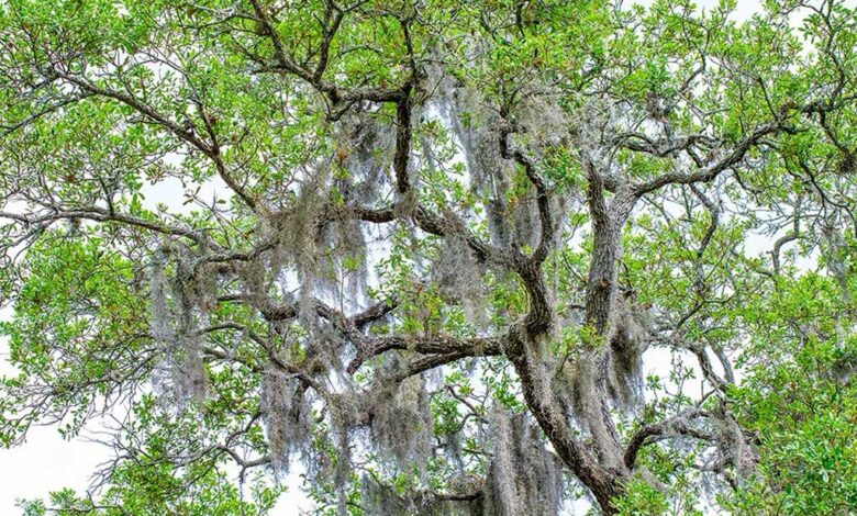 Tillandsia usneoides - muschio spagnolo