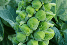 Cavoletti di Bruxelles