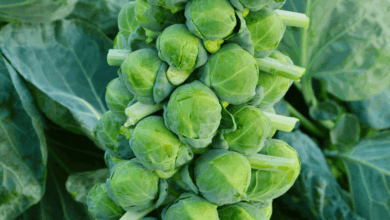 Cavoletti di Bruxelles